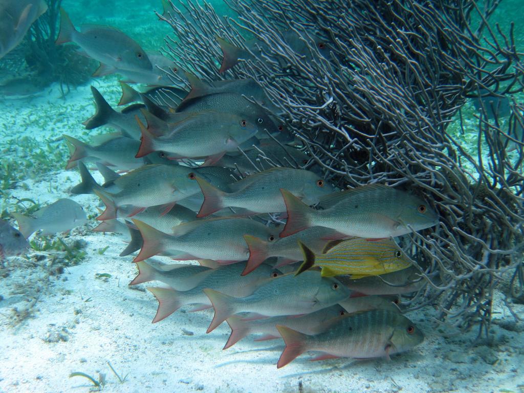 Caye Reef Condos Caye Caulker Εξωτερικό φωτογραφία