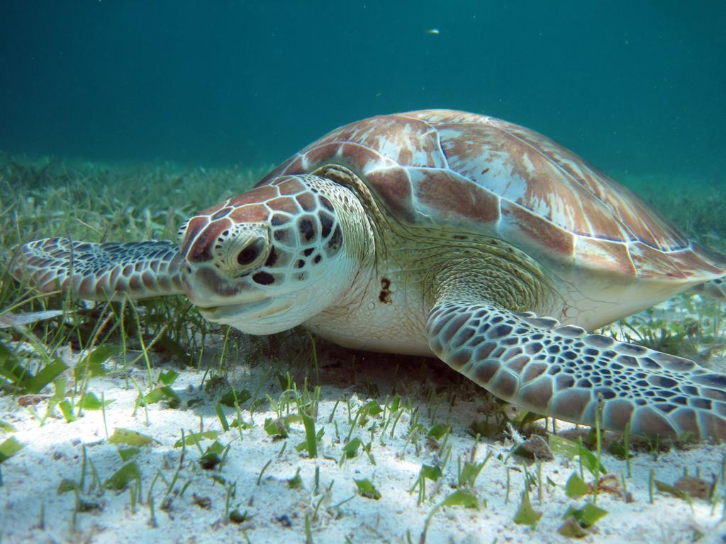 Caye Reef Condos Caye Caulker Εξωτερικό φωτογραφία